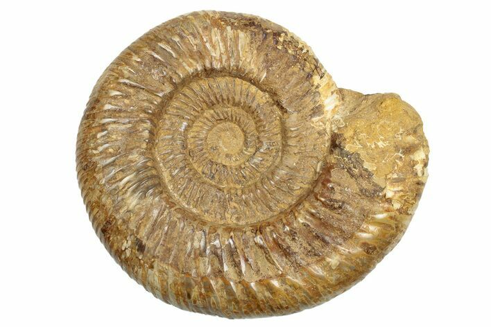 Polished Jurassic Ammonite (Perisphinctes) - Madagascar #248757